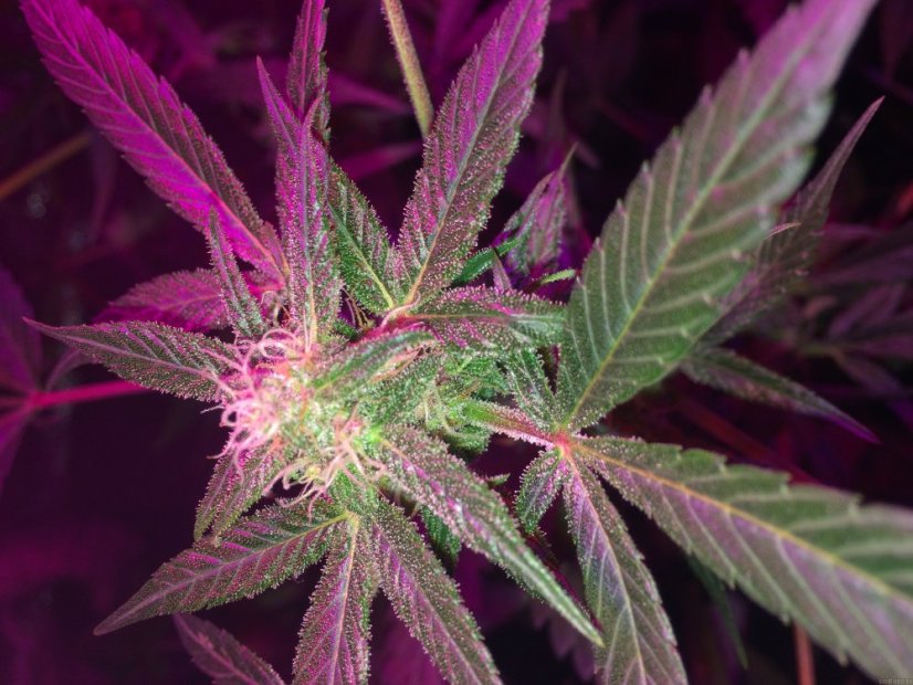 Dark Devil Auto - feminizovaná a samonakvétací semínka 3ks Sweet Seeds