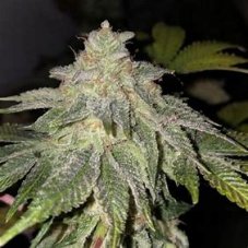 T.H. Seeds Froot Loops regulérní semena