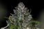 Zkittlez Auto - autoflowering cannabis seeds 3 pcs, Seedsman
