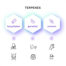 Infinity CBD - 3 pcs of feminized Cannapio seeds