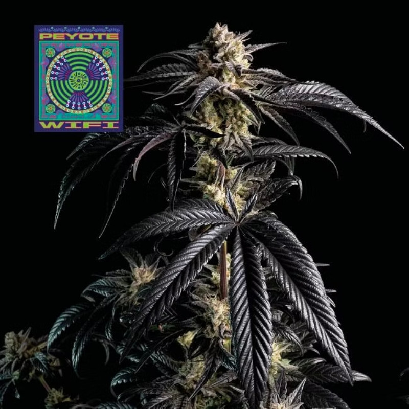 Peyote Wi-fi - feminizowane nasiona konopi 10 sztuk, Seedsman