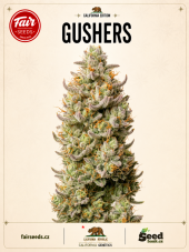 Fair Seeds Gushers Feminized Seeds