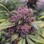 Auto Forbidden Cherry - autoflowering semená 7ks, Dutch Passion