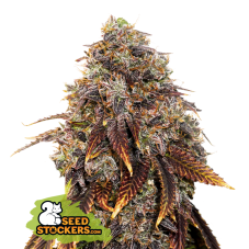 Seedstockers Gelato 41 feminisierte Samen