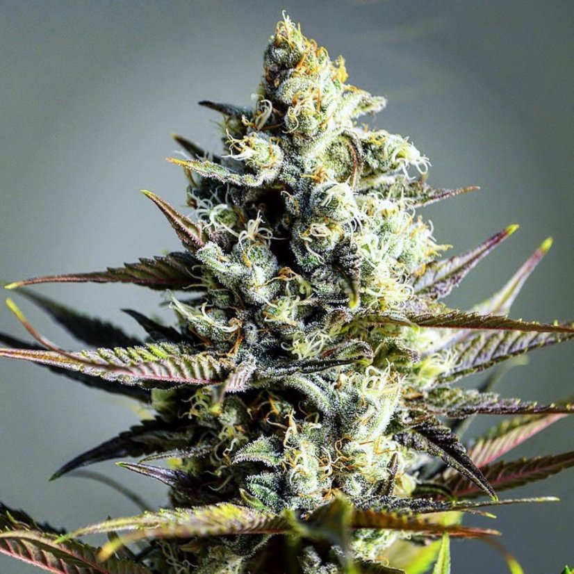 Critical Kush – feminizovaná semena 5 ks Barney´s Farm