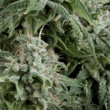 CBD Nasiona Samokwitnące Northern Lights 3 szt Pyramid Seeds