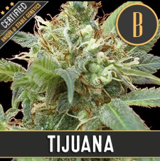 BlimBurn Seeds Tijuana feminizovaná semena