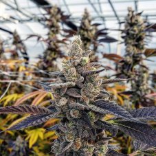 Divine Genetics Chem Cookies feminizovaná semena