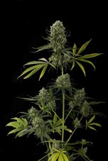 Critical Jack - feminizované semienka 12ks Natural Seeds