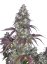 Lemon Pie Auto - nasiona automatycznie kwitnące 10szt Fast Buds