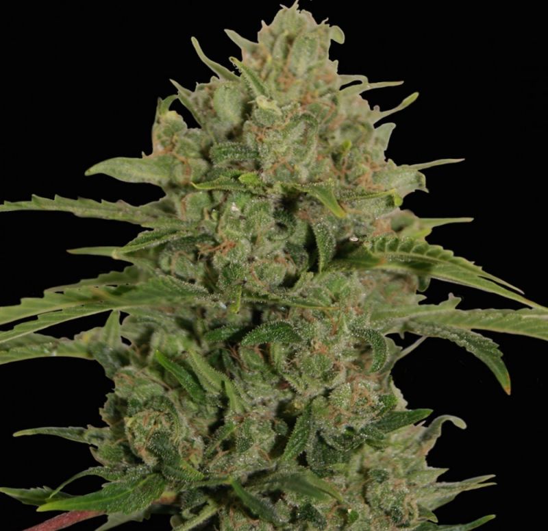 Triple Cheese - feminizovaná semena 3 ks Barney´s Farm