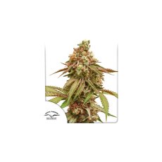 Tropical Tangie - feminizované semená 5ks, Dutch Passion