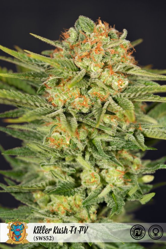 Killer Kush Fast Version - feminizovaná semínka 3ks Sweet Seeds