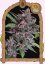 Black Lemon Auto - automatycznie kwitnące nasiona marihuany, 5 sztuk Exotic Seed