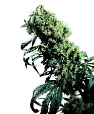 Northern Lights N.5 x Haze 10 ks štandardizované feminizované semená Sensi Seeds