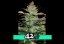 Green Crack Auto - Autoflowering Marihuana Samen 10 Stück Fast Buds