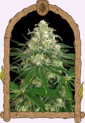 Z&Z Auto - autoflowering marijuana seeds, 3pcs Exotic Seed