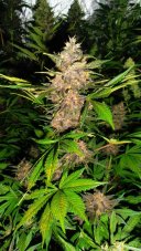 Red Poison Auto - fem. a autoflowering semienka 10ks Sweet Seeds