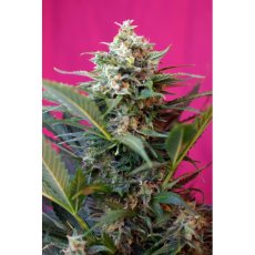 Big Devil XL Auto - fem. a samonakvétací semínka 10ks Sweet Seeds