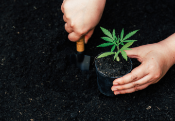 Transplantation von Cannabis - Schritt für Schritt: Wie und wann beginnen?