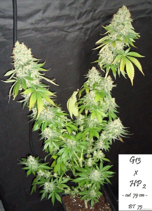 Mr Nice G13 x Hash Plant 10 ks štandardizované feminizované semená Sensi Seeds