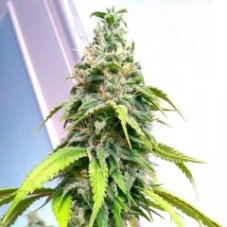 Holy Smoke Seeds Banana Sativa feminizowane nasiona