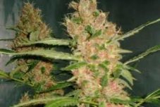 Laughing Buddha - feminizowane nasiona 5 sztuk Barney's Farms