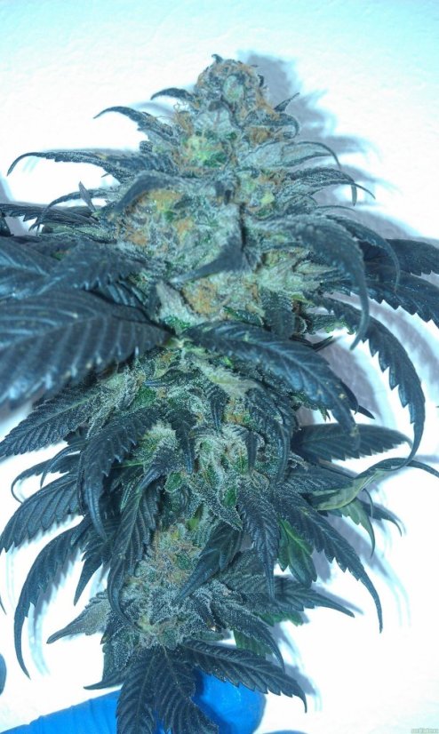 Sour Blueberry - feminizovaná semienka 3ks Humboldt