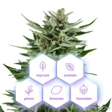 Easy Bud Auto - samonakvétací semena konopí, 10 ks, Cannapio