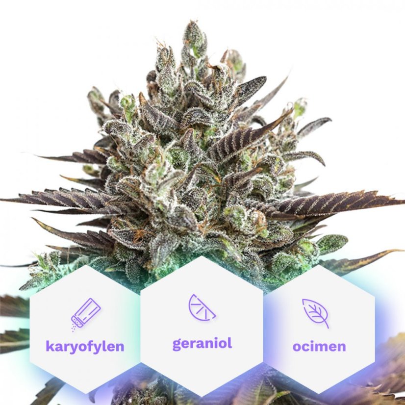 Infinity CBD - feminisierte Samen 5 Stück Cannapio