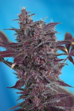 Black Cream Auto - fem. a autoflowering semienka 10ks Sweet Seeds