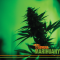7 Most Common Conditions That Cannabis Will Instantly Cure