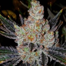 Ethos Genetics 10th Planet R1 feminizovaná semena