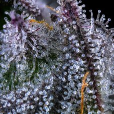 Maven Genetics Grape Amrita Feminized Seeds, 6 pcs