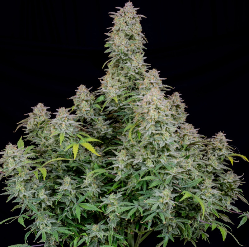 Forbidden Runtz Auto - Autoflowering Marihuana Samen 3 Stück Fast Buds