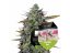 GOATlato Auto - autoflowering 5ks - Royal Queen Seeds x Mike Tyson