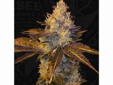 T.H. Seeds Stracciatella Do-Si-Dos x SBC feminized seeds, 5 pcs