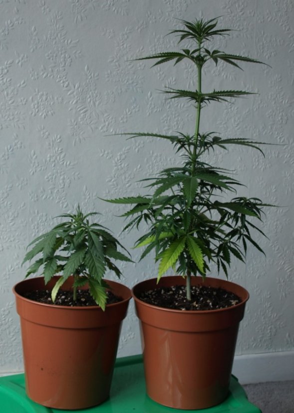 Northern Lights N.5 x Haze 10 ks štandardizované feminizované semená Sensi Seeds