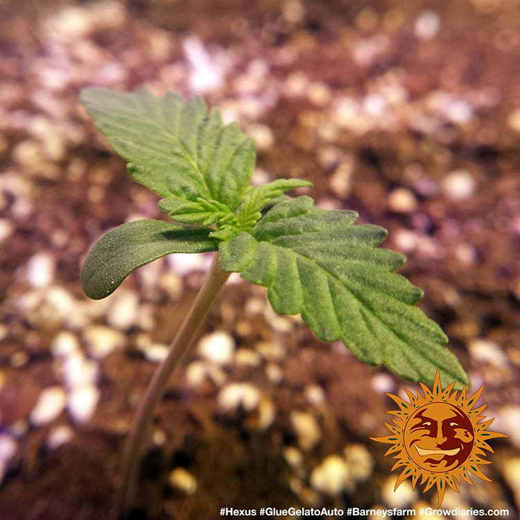 Glue Gelato Auto - automatycznie kwitnące nasiona marihuany 3 szt. Barney´s Farm
