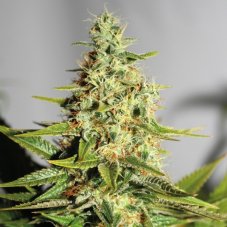 Acapulco Gold - nasiona feminizowane 5szt Barney's Farms