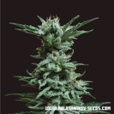 Nasiona feminizowane AK Skunk Kalashnikov Seeds