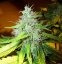 AutoBlueberry - feminized And autoflowering seeds 7 pcs Dutch Passion