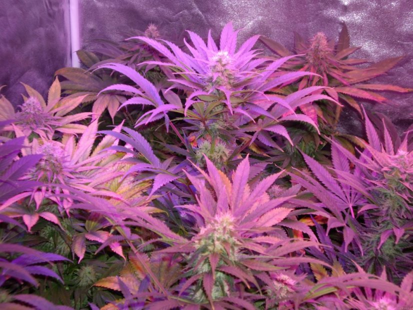 Cream Caramel – feminizované semienka 10ks Sweet Seeds