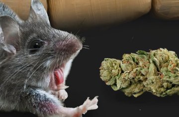 Marihuana und „Spice" können Anfälle auslösen, besagt eine Studie