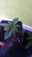 White Widow - 5 feminized Dinaf seeds