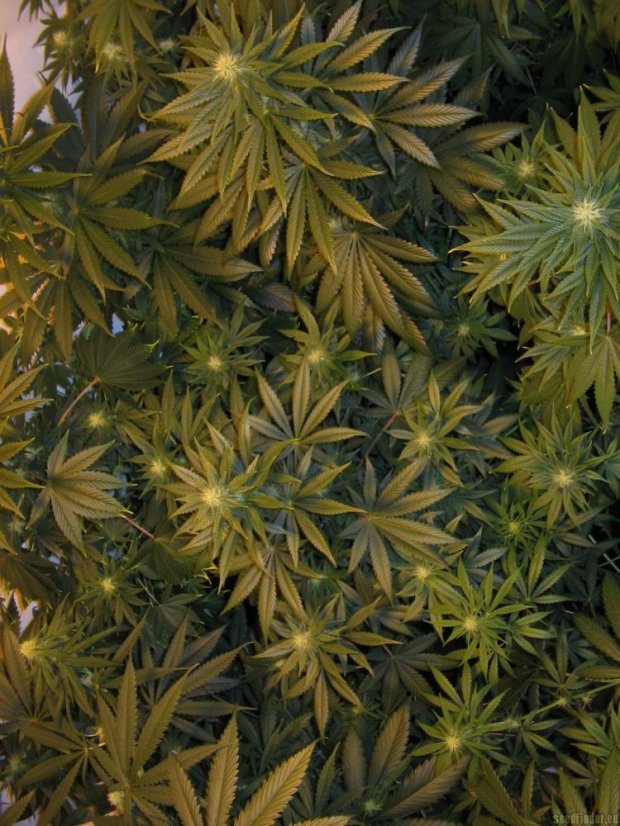 Shiva Shanti II 10 ks štandardizované feminizované semená Sensi Seeds