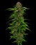 Squirt - feminizované semienka marihuany 10 ks Humboldt Seed Company