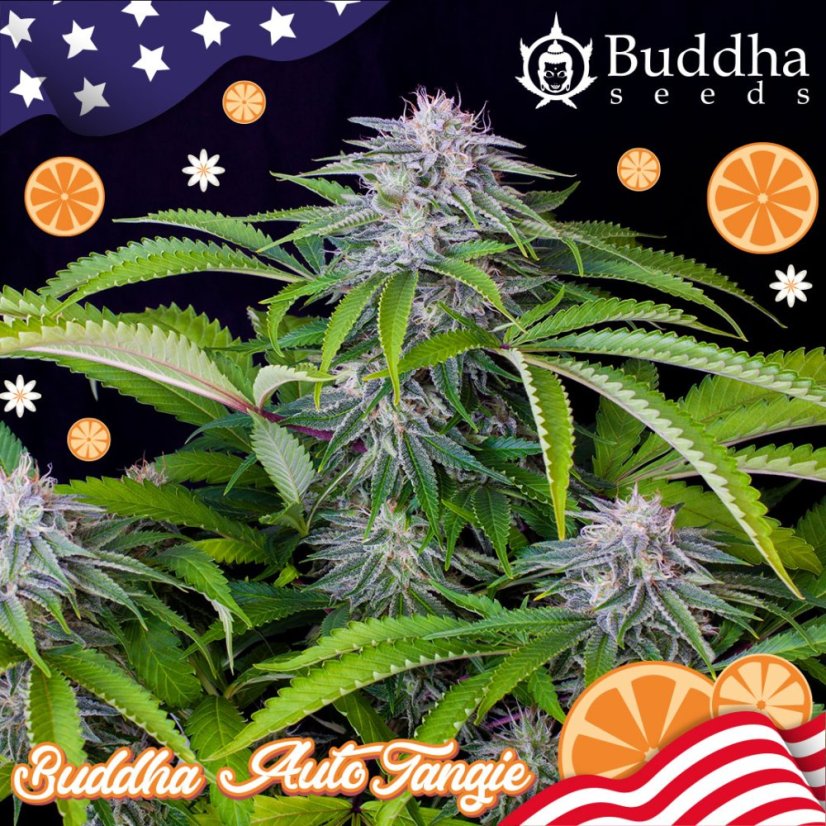 Buddha Auto Tangie, 10 ks, Buddha Seeds