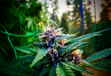 Cannabissorten ideal für einen aktiven Lebensstil und kreative Arbeit