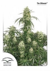 The Ultimate - Feminized Seeds 5 pcs Dutch Passion